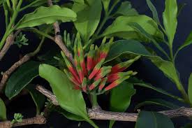 Image result for Dictyophleba