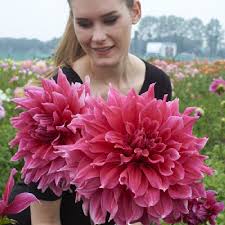 Maybe you would like to learn more about one of these? Dahlia Bulbs Dinnerplate Emory Paul Dahlia Tubers Eden Brothers