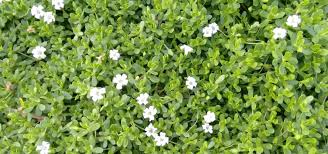 Image result for Bacopa monnieri