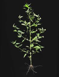 Image result for Dicliptera hensii