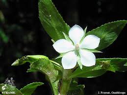 Image result for Sauvagesia