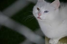 Van Kedisi Kedi Tarih Turkiye