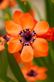 Check spelling or type a new query. Centre Ring Tumblr Beautiful Flowers Pictures Beautiful Flowers Unusual Flowers