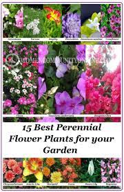 15 Best Perennial Flower Plants For Your Garden Women Community Online Best Perennials Planting Flowers Perennials