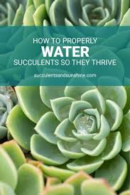 This diy succulent arrangement is made in just minutes and looks wonderful on any table. How To Water Succulent Plants Succulents And Sunshine