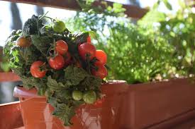 Learn these 13 basic tomato growing tips for containers to grow the best red and juicy, plump tomatoes! How To Grow Tomatoes In Small Spaces 5 Best Varieties To Try Tomato Bible
