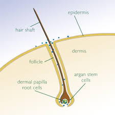 Diagrams The Integumentary System