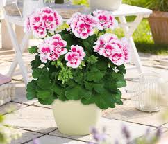 Résultat de recherche d'images pour "plante pot geranium"