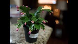 Caring for this plant can be a bit tricky as you need to take care not to overwater or underwater it. Christmas Cactus Care Watering Light Needs And Feeding Youtube