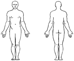 The ribs are lateral to the sternum. Human Body Outline Body Outline Human Body Diagram Body Anatomy