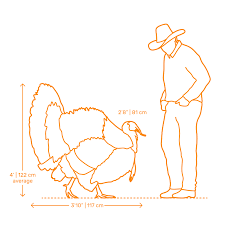 Maybe you would like to learn more about one of these? Turkey Dimensions Drawings Dimensions Com