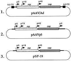 Image result for White 1998 AAV