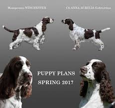 Image result for anglický špringršpaněl