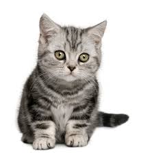 Gri Kedi Yavrusu Hakkinda Ne Hayal Ne Ruya Kitabinin Yorumlanmasi Gri Kedicik Hayali Nedir