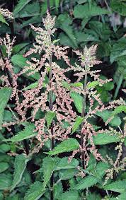 Image result for Urticaceae