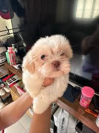 For Rehoming Going 2months ! Male and Female Shih Tzu PM ME !