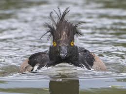 We did not find results for: The Best Of Comedy Wildlife Photography Awards