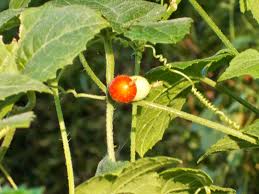 Image result for Cucumis maderaspatanus