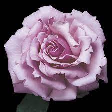 2021 portland rose festival officially begins memorial day weekend. Memorial Day Hybrid Tea Rose