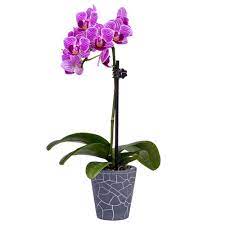 Check spelling or type a new query. Decoblooms 2 In Mini Orchid In Container Db8830 The Home Depot Orchids Plants Succulents In Containers