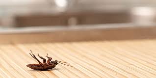 Toronto, ontario, canada about blog pesticon exterminator provides expert, professional pest control solutions for your home or business in toronto & gta. Cockroach Control Do It Yourself Or Hire A Professional The Other Side Pest Control
