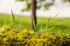 Peat Moss Septic System Cost Complete Guide Survival Tech Shop