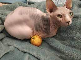Sphynx Cat Cats Sphynx