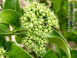 Image result for Strychnos innocua