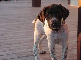 Browse thru our id verified puppy for sale listings to find your perfect puppy in your tags: Boingle Beagle German Shorthaired Pointer Mix Info And Pictures
