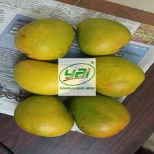 We ship only good trees, in a peat moss pack, very protected for longs travel over the world., buy with us. Luscious Ataulfo Mango Of Different Varieties Alibaba Com