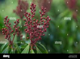 Image result for Pieris japonský bonfire obrázek