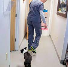 Everyone was very friendly and professional. Vets Pet Owners Turn To Holistic Treatments Like Acupuncture