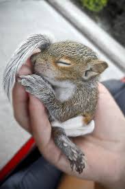 Maybe you would like to learn more about one of these? Baby Squirrel Cute Animals Cute Baby Animals Cute Animal Pictures