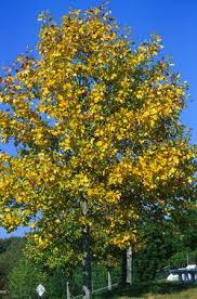 Native indiana plants are best suited for the soil and weather conditions in our area. Yellow Poplar Augusta Ga Official Website