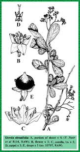 Image result for Ehretia obtusifolia