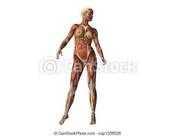 What the action looks like (move your body!) primary muscles. Female Torso Showing Muscles Isolated On White Canstock