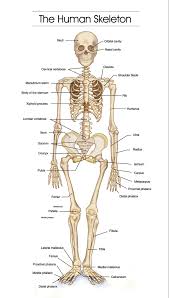 Lessons on the skeletal system (upper limb, lower limb, skull, vertebrae, rib, and sternum bones). Nursing Hangout The Human Skeletal System
