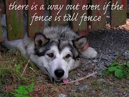 13 Motivational Dog Posters That Will Really Make You Reflect On Life Dog Poster Dog Quotes Inspirational Dogs