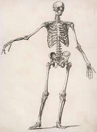 Learn from anatomy to improve your poses. A Human Skeleton Standing With One Drawing By Mary Evans Picture Library