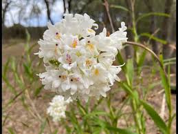 Image result for Polystachya bifida