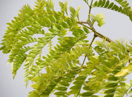 They will grow in less than ideal conditions, but high soil ph, high salt levels, and a lack of moisture will make. Know Your Trees Honey Locust The Georgetown Metropolitan