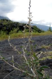 Image result for Grona ramosissima