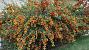 Image result for Pyracantha