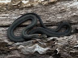 Image result for Pycnostachys reticulata