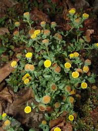 Image result for Pasaccardoa grantii