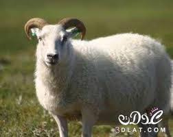 resultat de recherche d images pour صور خروف العيد sheep breeds funny sheep animals
