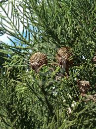 Image result for Araucaria cunninghamii