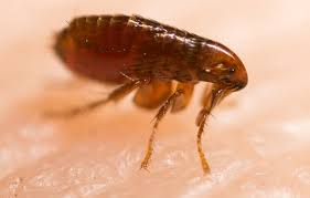 The city of tacoma features over 85 parks, along with a number of nature preserves, green belts, and while remodeling our house 4 years ago, we found termites in the walls. Flea Control And Removal Rambo Total Pest Control