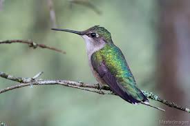 Hummingbird mating is a lot like other bird mating rituals with a few quirks based on the size and limitations of hummingbirds (they cannot walk or hop!). 10 Facts About Hummingbirds And Other Interesting Tidbits