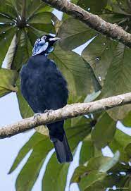 The Bare Necked Fruitcrow Is A Species Of Bird In The Family Cotingidae It Is The Only Member Of The Genus Gymnoderus Pet Birds Beautiful Birds Bird Species